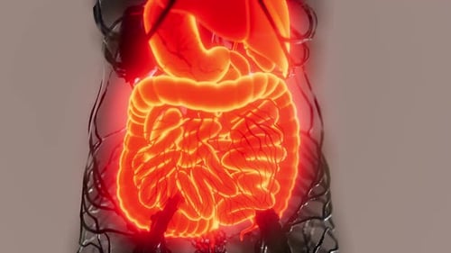 Animated Glowing Human Internal Organs