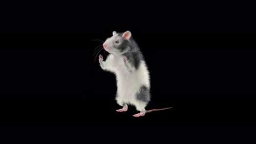 Animated Rat Standing and Gesturing with Alpha Channel