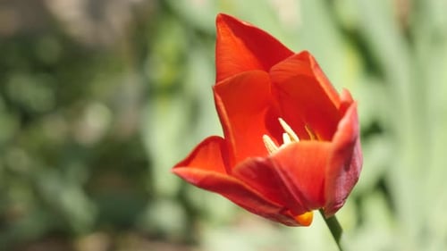 Close-up of Tulipa gesneriana red flower bulb shallow DOF 4K 2160 30fps UltraHD footage - Soft morn