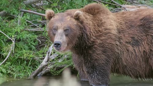 Big Brown Bear in River