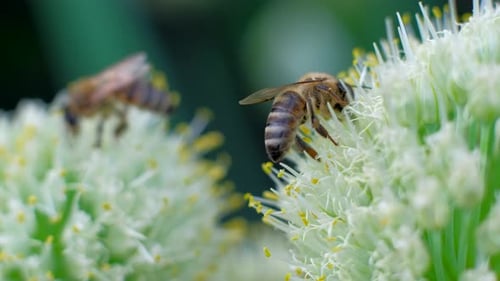 Honeybees Foraging on White Flowers in the Daytime
