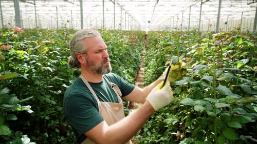 Man Using Tablet in Greenhouse with Rose Bushes