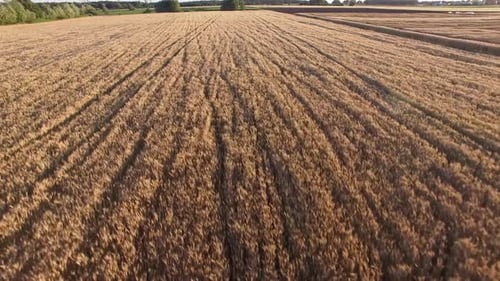 Corn