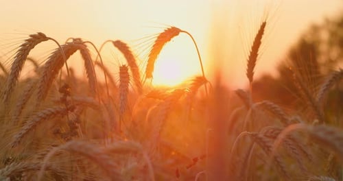 Wheat Field Ears of Wheat Swaying in Slow Motion Gentle Wind Closeup