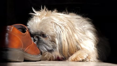 Furry Shihtzu Dog with Pink Collar Smells Brown Leather Shoe