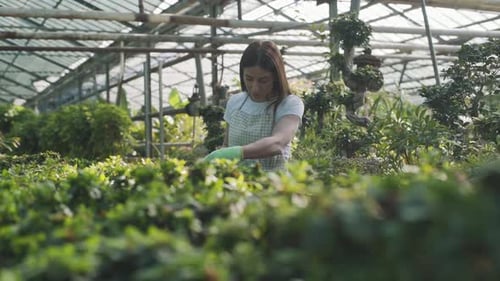 Woman Waters Plants in Sunny Greenhouse