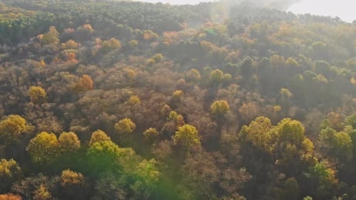 Autumn Forest Vivid Morning in Colorful Forest with Sun Rays on Scenery of Nature with Sunlight