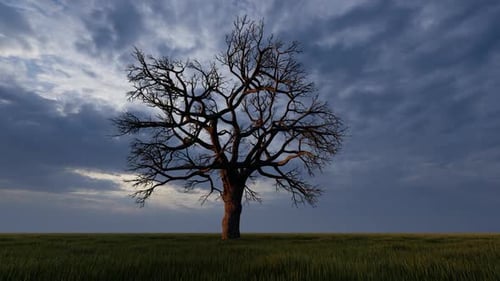 Bare Tree in Rain with Birds and Cloudy Sky
