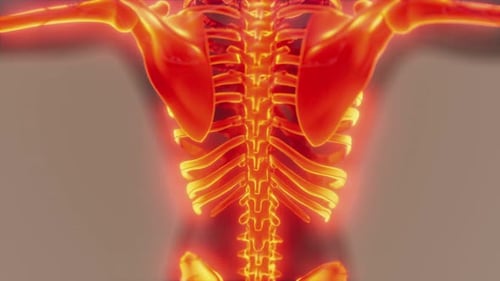 Futuristic X-Ray Scan of Human Spine and Pelvis