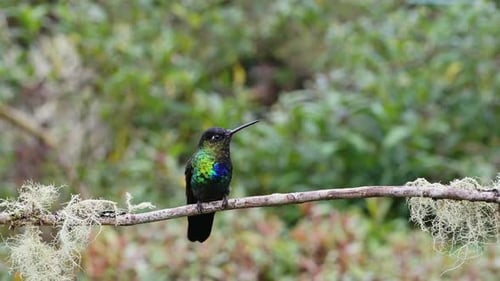 Costa Rica feuriger Kehlkolibri (panterpe insignis) im Regenwald, Porträt aktiver Vögel Fl