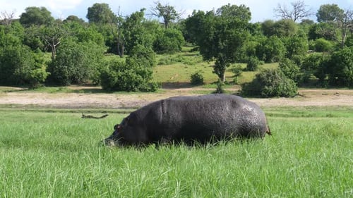 Hippo grazing at Chobe National Park