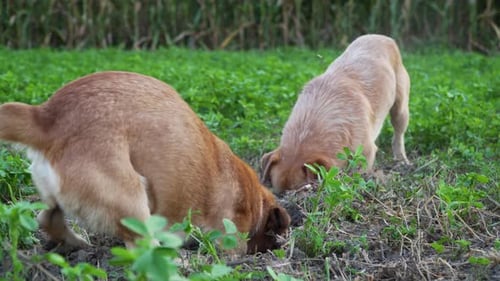 Two Dogs Digging Together in a Rural Field