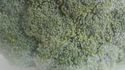 Floret of green broccoli Brassica oleracea in cellophane package close-up slow tilt footage