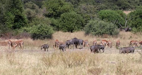 Warthog in Chobe reserve, Botswana safari wildlife