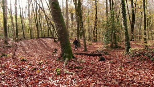 Wanderer geht im Herbst durch den Wald