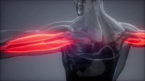 3D Animated Human Arm Muscles: Anatomy and Health Visualization