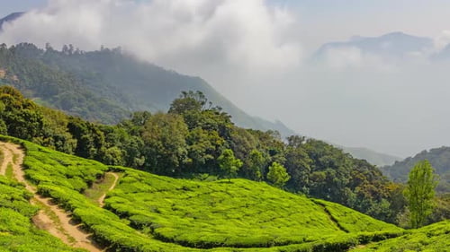 Plantation de thé de montagne à Munnar, Inde