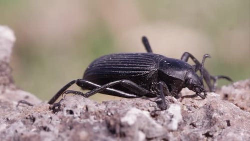 Makroaufnahme eines schwarzen Laufkäfers auf Dreck