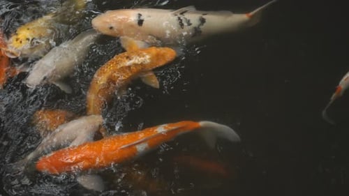 Fishs 4K