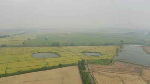 Vista aérea superior de arroz em casca fresco, campo agrícola verde no campo ou área rural