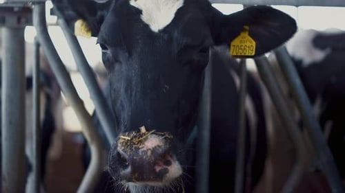 Caméra en gros plan regardant une vache debout dans un enclos