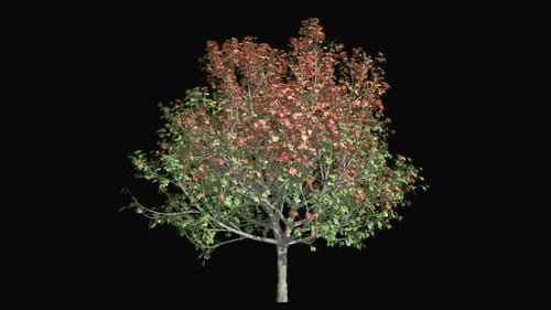 Baum: Bradford Pear