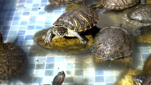 Tortues d'eau 1