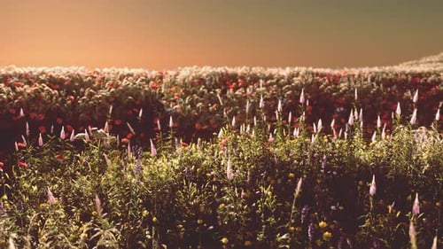 Field with Flowers During Summer Sundown