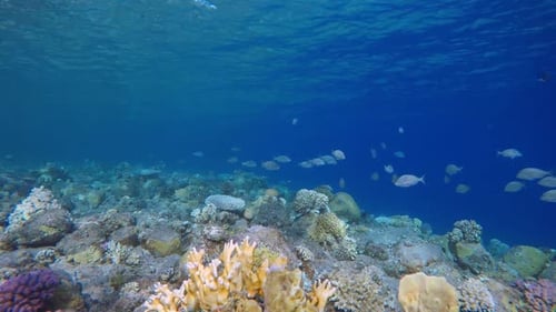 Tropical Fish Underwater Reef