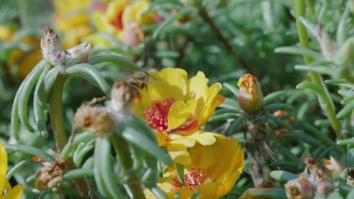 Close Up of One Honey Bee Flying Around Honeysuckle Flowers