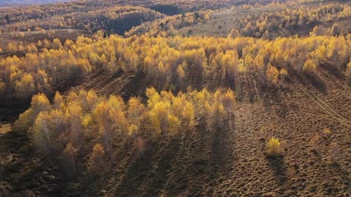 Aerial View of Yellow Birch Tree Forest in the Autumn