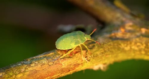 Forest Green Shield Bug Palomena Prasina Green Stink Bug is a Species of Shield Bug