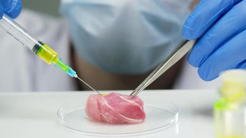 Scientist Injecting Raw Meat in a Petri Dish