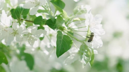 Bee of White Blossoms and Blooming Tree with White Flowers at Sunny Spring Day