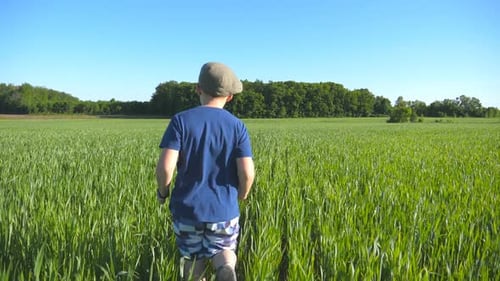 Follow To Happy Boy Is Running Through the Field with Green Wheat at a Sunny Hot Day. Carefree Child
