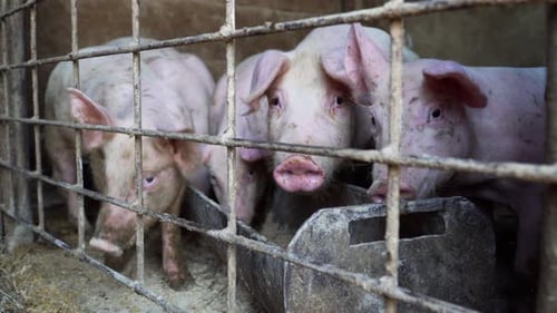 Fattening Pigs In The Pigpen