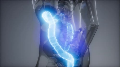 3D Medical Animation of Human Colon with Glowing Effect