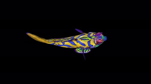 4K Mandarinfish Swim Top View