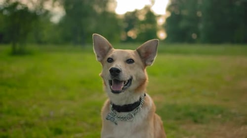 Portrait d'un chien bâtard roux dans un collier dans le parc.