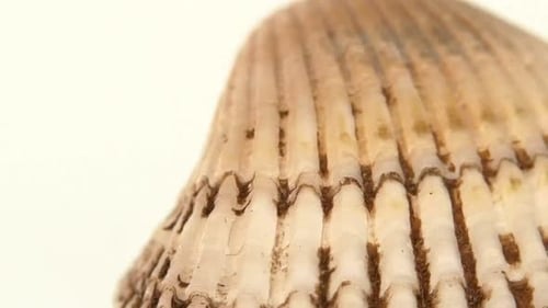 Colorful Sea Shell Isolated on a White, Close Up, Rotation