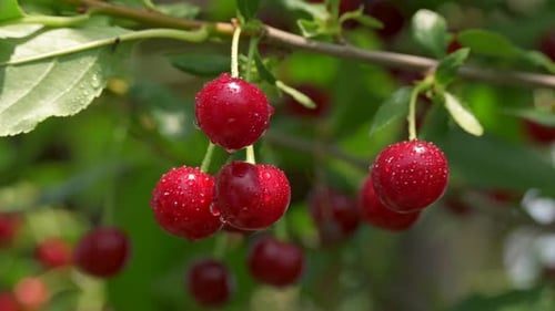 Cerises rouges mûres sur un cerisier au soleil. Baies juteuses en gouttelettes d'eau