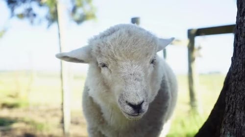 Sheep chewing and ruminating outdoors