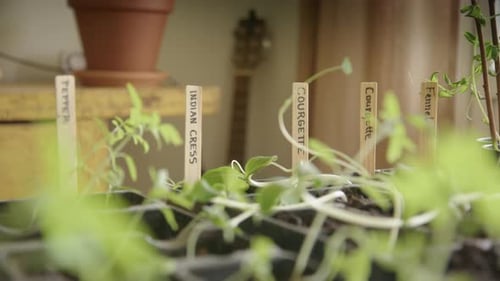Seed Tray with Vegetable Sprout Markers