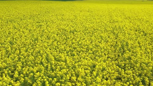 Rapeseed Field 08