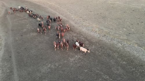 Wild Horses Running