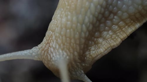 Detailed Close Up of Snail Crawling