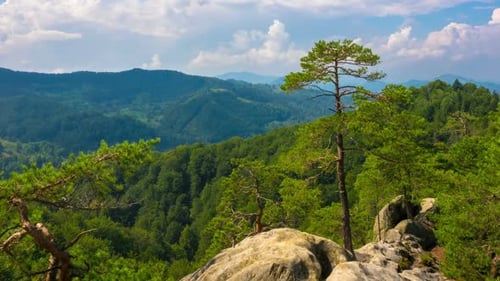 Mountain Landscape with Pine Trees Growing on Rock