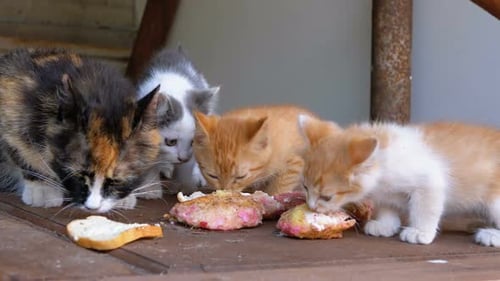 Homeless Three-color Nursing Cat Eating Meat with Kittens on the Street