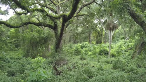 Voo de drone por uma floresta subterrânea.
