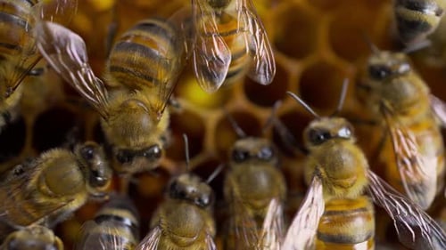 Honeybees Clustering on Honeycomb in Macro Close Up